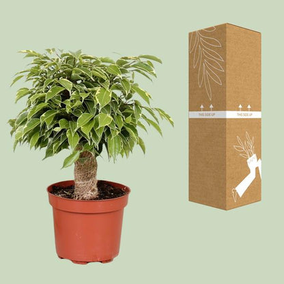 Ficus Benjamina Kinky