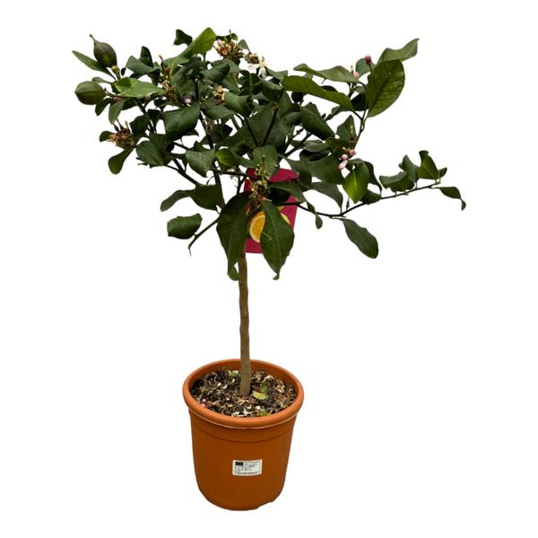 Citrus Lemon