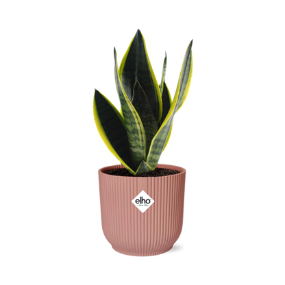 Sansevieria Futura Superba in ELHO Vibes Fold 14cm roze