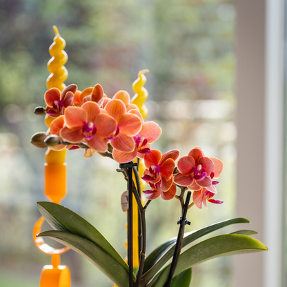 Oranje orchidee Bolzano + Hieroglyph sierpot off white