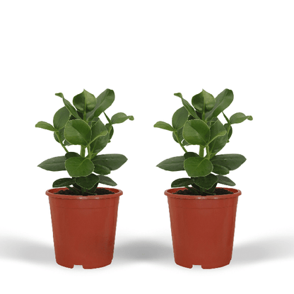 Clusia Princess (Handtekeningboom) 2 stuks