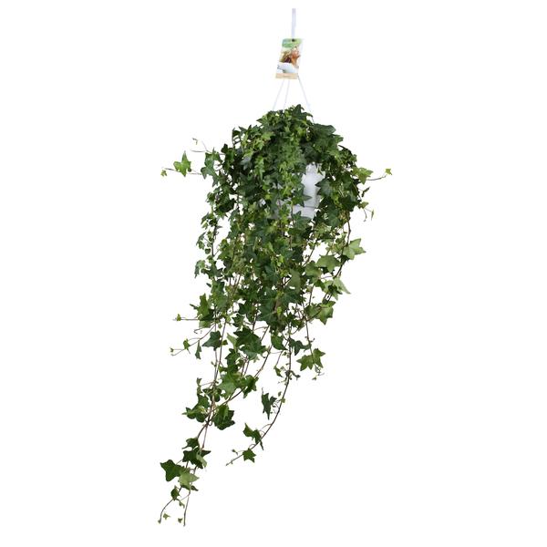 Hedera Helix Pitsburg - Hang/XXL