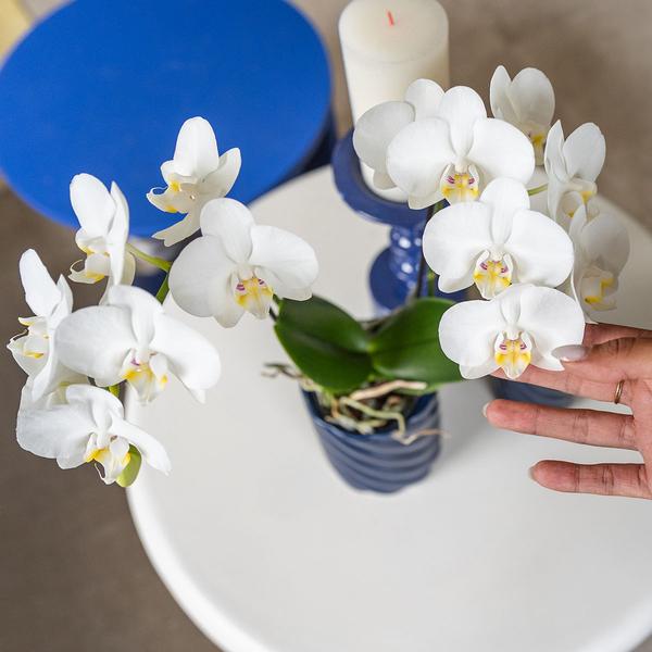 Witte Phalaenopsis orchidee - Amabilis - potmaat Ø9cm