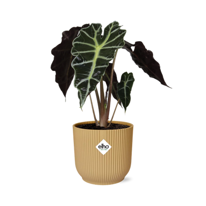 #AlocasiaPolly #IndoorPlants #Houseplants #DecorativePlants #PottedPlants #14cmPot #YellowPot #ELHOVibes #VibesFoldPot #ModernPlantDesign #TropicalPlants #EvergreenPlants #OrnamentalPlants #LowMaintenancePlants #HomeDecor #OfficePlants #LivingRoomPlants #UniqueHouseplants #EasyCarePlants #StatementPlant #GreeneryDecor #PlantLovers #UrbanJungle #PlantParenthood #AirPurifyingPlants