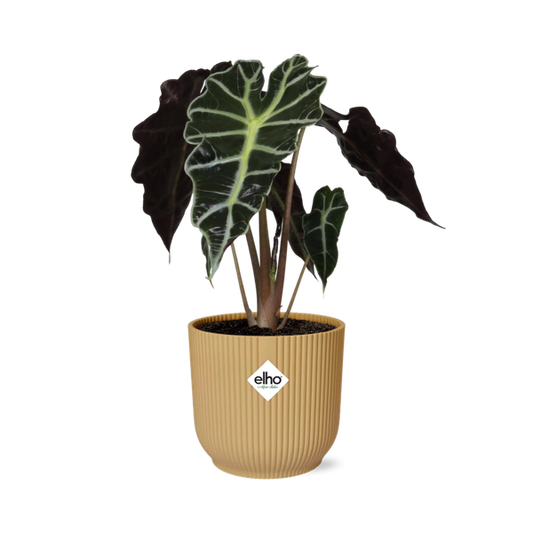 #AlocasiaPolly #IndoorPlants #Houseplants #DecorativePlants #PottedPlants #14cmPot #YellowPot #ELHOVibes #VibesFoldPot #ModernPlantDesign #TropicalPlants #EvergreenPlants #OrnamentalPlants #LowMaintenancePlants #HomeDecor #OfficePlants #LivingRoomPlants #UniqueHouseplants #EasyCarePlants #StatementPlant #GreeneryDecor #PlantLovers #UrbanJungle #PlantParenthood #AirPurifyingPlants