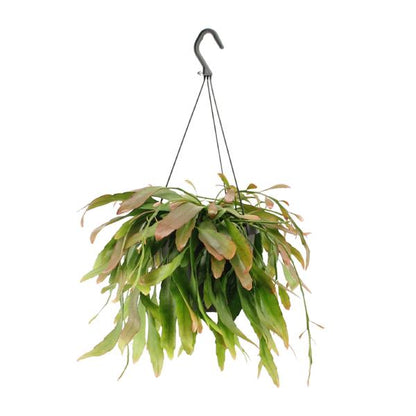 Rhipsalis Red Coral