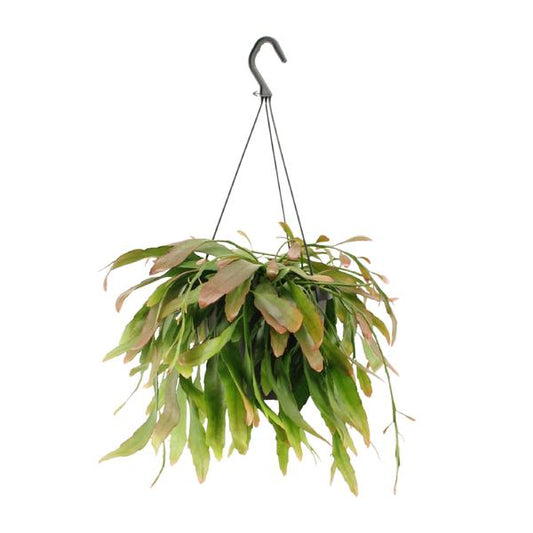 Rhipsalis Red Coral