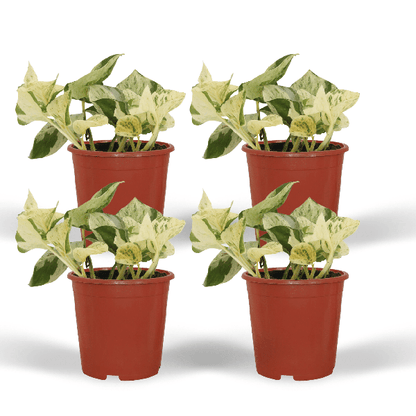 Epipremnum Happy Leaf - Scindapsus - 15cm - ø12 kwartet
