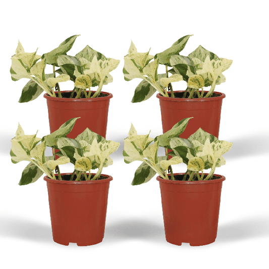 Epipremnum Happy Leaf - Scindapsus - 15cm - ø12 kwartet