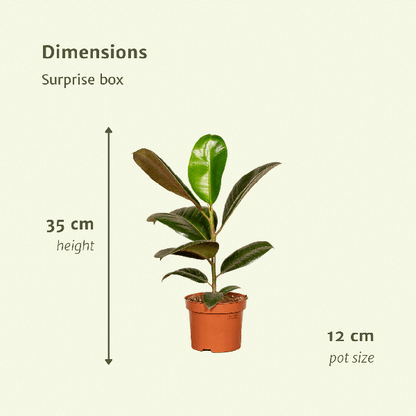 Verrassingsbox