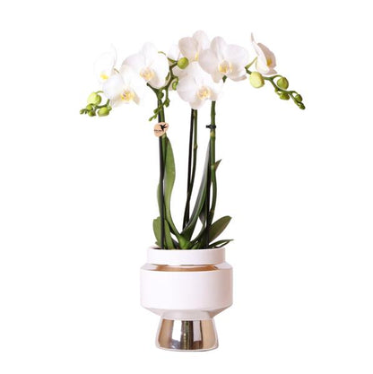 Witte Phalaenopsis orchidee – Amabilis + Le Chic sierpot zilver
