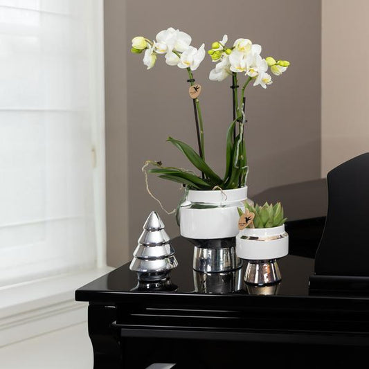 Witte Phalaenopsis orchidee – Amabilis + Le Chic sierpot zilver