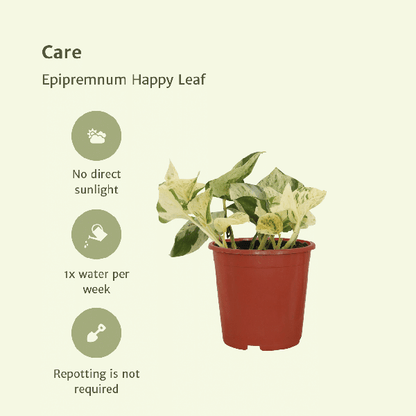 Epipremnum Happy Leaf - Scindapsus - 15cm - ø12 kwartet