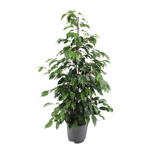 Ficus benjamina Danielle