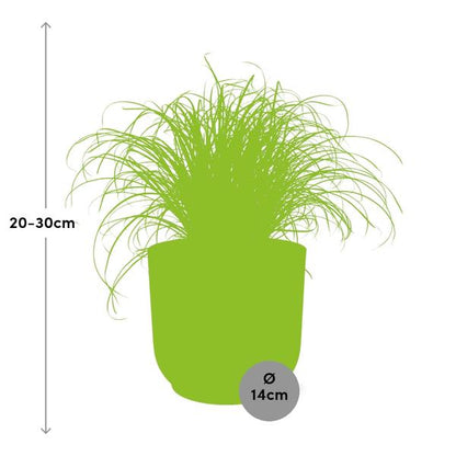 Cyperus Alternifolius Zumula in ELHO Vibes Fold roze