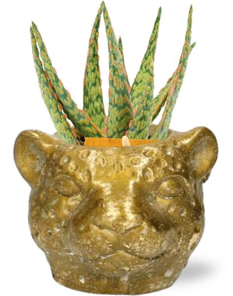 #AloeHybride #IndoorPlants #Houseplants #DecorativePlants #PottedPlants #10.5cmPot #15cmTallPlant #GoldPlanter #LuipaardPlanter #AloePlants #SucculentPlants #MinimalistDecor #ModernPlantDesign #HomeDecor #OfficePlants #LivingRoomPlants #LowMaintenancePlants #AirPurifyingPlants #EasyCarePlants #UniquePlanter #GoldDecor #TropicalPlants #PlantLovers #IndoorGreenery
