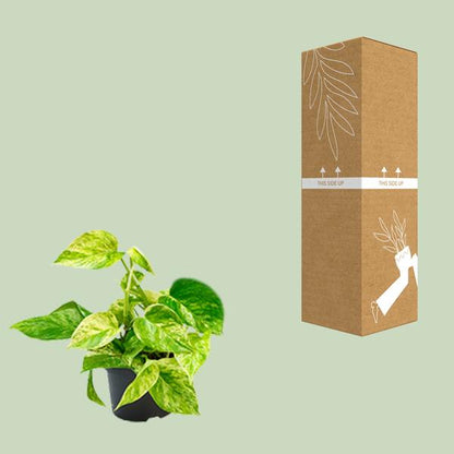 Epipremnum Marble Queen - Scindapsus