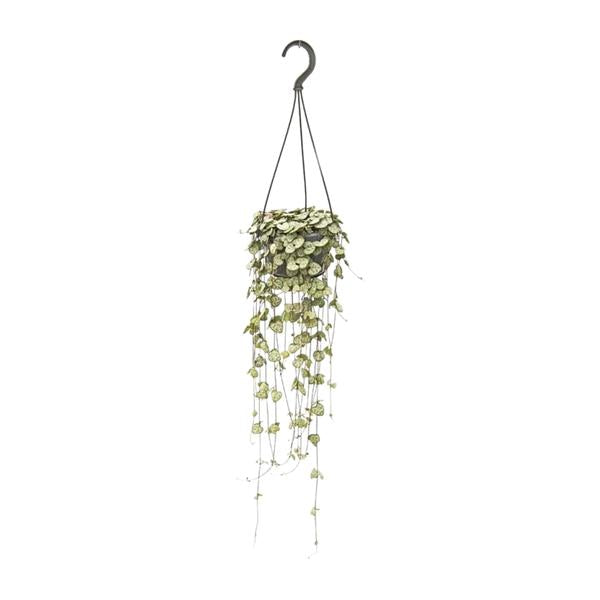 #CeropegiaWoodii
#StringOfHearts
#HangingPlants
#IndoorPlants
#PlantLovers
#GreenDecor
#HousePlantCommunity
#PlantAddict
#UrbanJungle
#PlantParenthood
#TrailingPlants
#BohoPlants
#HangingPlantDecor
#PlantStyle
#CeropegiaLove
#PlantTherapy
#HomeWithPlants
#PlantInspo
#IndoorJungle
#NatureAtHome