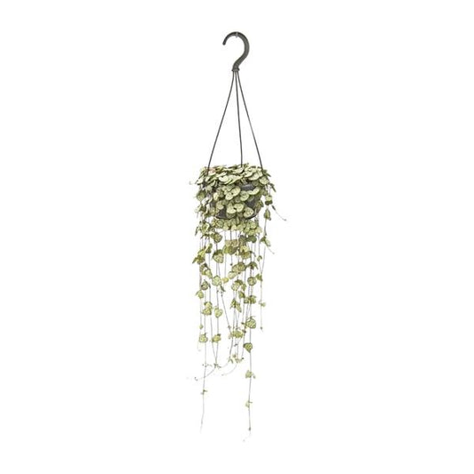 #CeropegiaWoodii
#StringOfHearts
#HangingPlants
#IndoorPlants
#PlantLovers
#GreenDecor
#HousePlantCommunity
#PlantAddict
#UrbanJungle
#PlantParenthood
#TrailingPlants
#BohoPlants
#HangingPlantDecor
#PlantStyle
#CeropegiaLove
#PlantTherapy
#HomeWithPlants
#PlantInspo
#IndoorJungle
#NatureAtHome