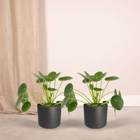 Pilea Peperomiodes - Pannekoekenplant set van 2
