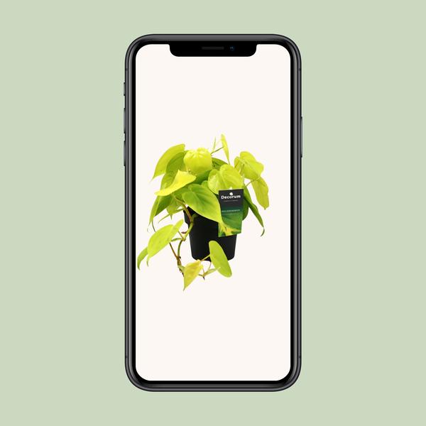 Philodendron Lime