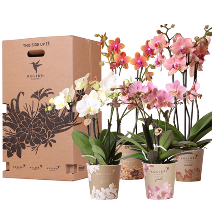 verrassingsbox met 4 verschillende orchideeën