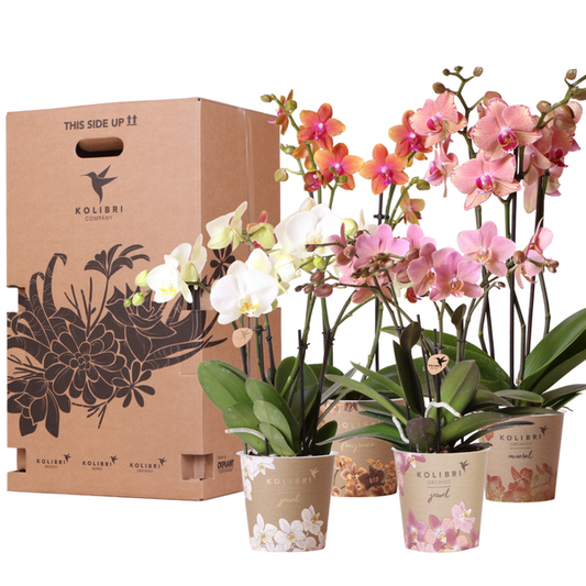 verrassingsbox met 4 verschillende orchideeën