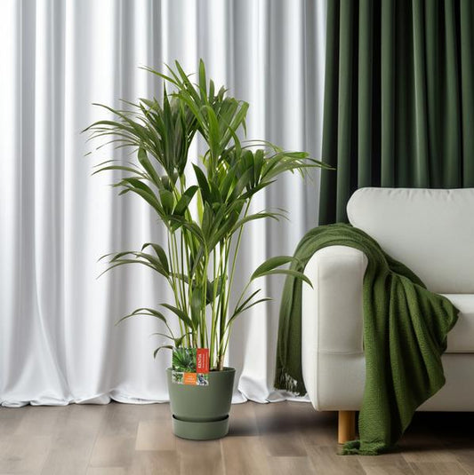 Howea Forsteriana