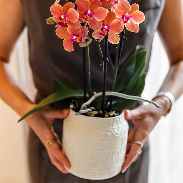 Oranje orchidee Bolzano + Hieroglyph sierpot off white