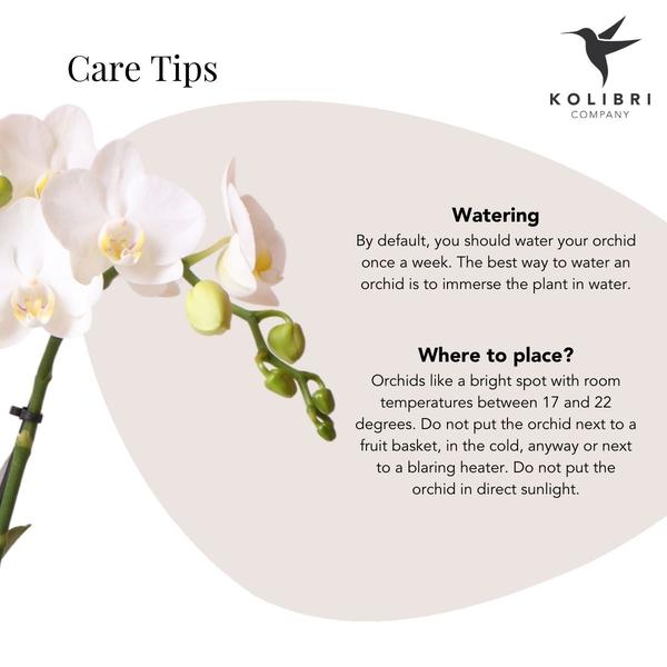 Witte Phalaenopsis orchidee - Amabilis - potmaat Ø9cm
