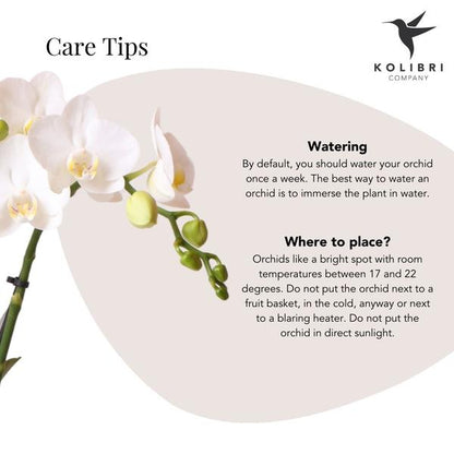 Witte Phalaenopsis orchidee - Amabilis - potmaat Ø9cm