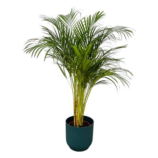 Areca palm inclusief elho Vibes Fold Round blauw