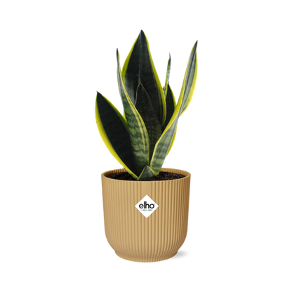 Sansevieria Futura Superba in ELHO Vibes Fold geel