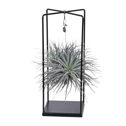 Tillandsia Cube Mix 1 stuk
