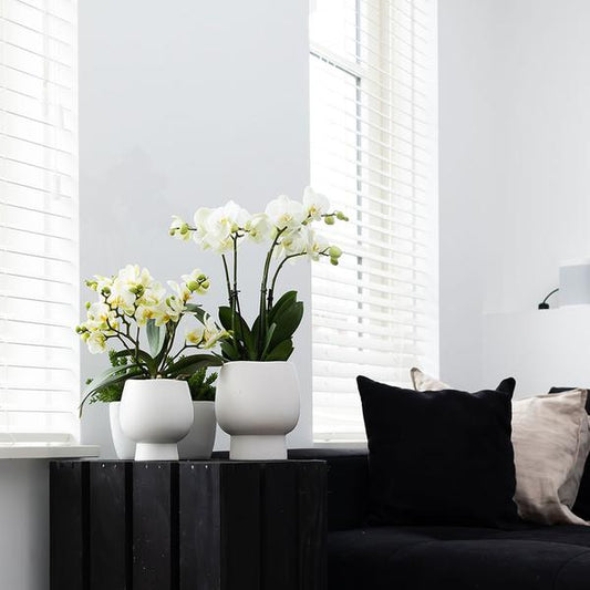 Witte Phalaenopsis orchidee – Amabilis + Scandic sierpot wit