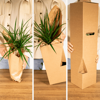 Sansevieria in Cilinderglas – Stijlvolle Groenblijver voor Elk Interieur