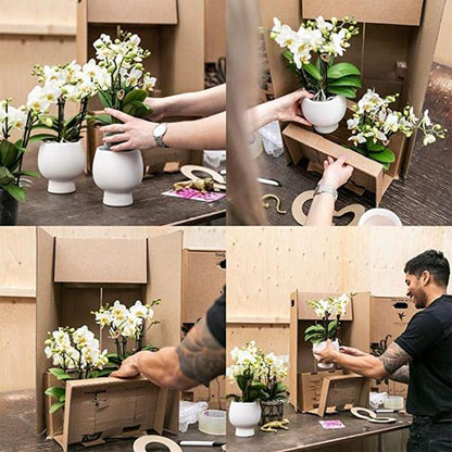 Roze Phalaenopsis orchidee - Mineral Rotterdam