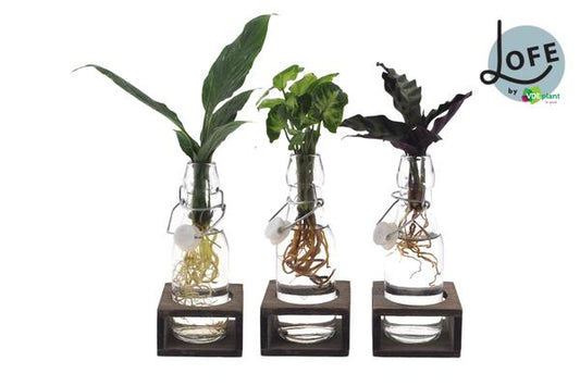 Intenz Mix in Ann Glas (witte dop) + Naturel Single