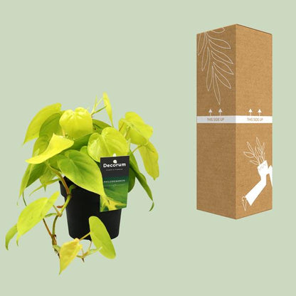 Philodendron Lime
