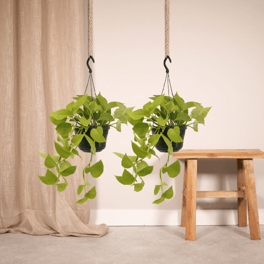 Epipremnum Golden Pothos (Scindapsus) - 2 stuks