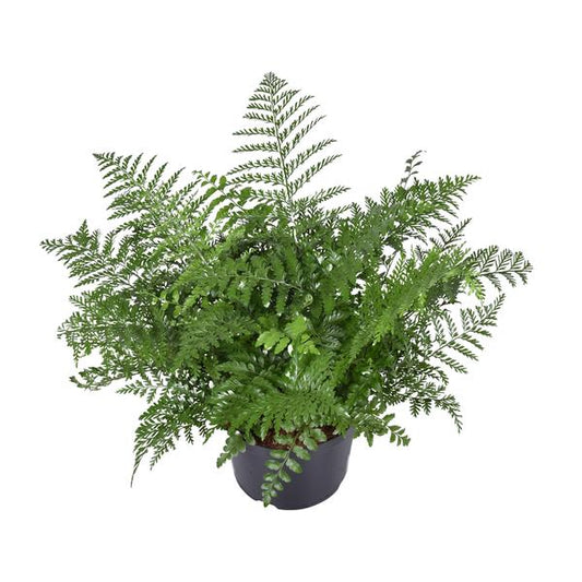 Asplenium Parvati