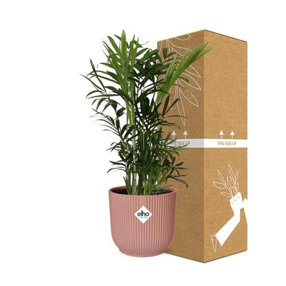 Chamaedorea Elegans in ELHO Vibes Fold roze
