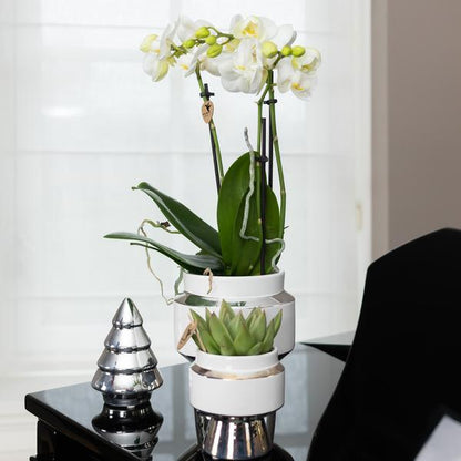 Witte Phalaenopsis orchidee – Amabilis + Le Chic sierpot zilver
