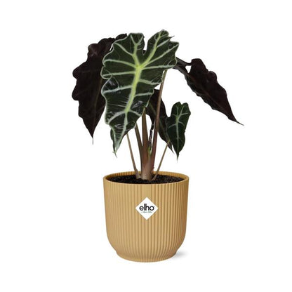 #AlocasiaPolly #IndoorPlants #Houseplants #DecorativePlants #PottedPlants #14cmPot #YellowPot #ELHOVibes #VibesFoldPot #ModernPlantDesign #TropicalPlants #EvergreenPlants #OrnamentalPlants #LowMaintenancePlants #HomeDecor #OfficePlants #LivingRoomPlants #UniqueHouseplants #EasyCarePlants #StatementPlant #GreeneryDecor #PlantLovers #UrbanJungle #PlantParenthood #AirPurifyingPlants