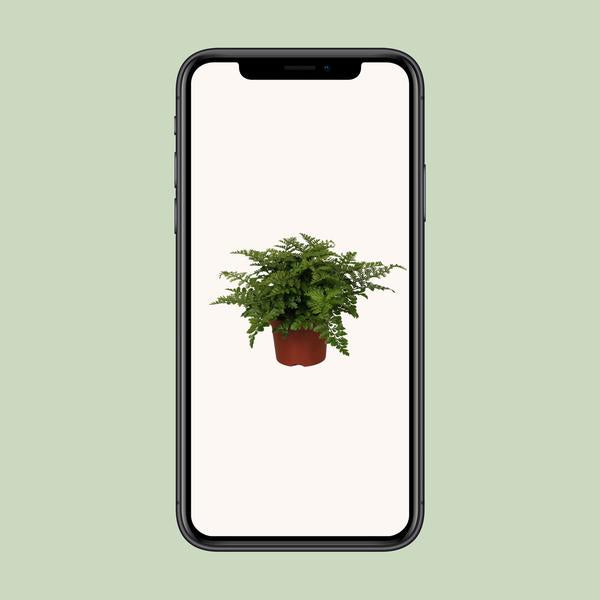 Asplenium Parvati