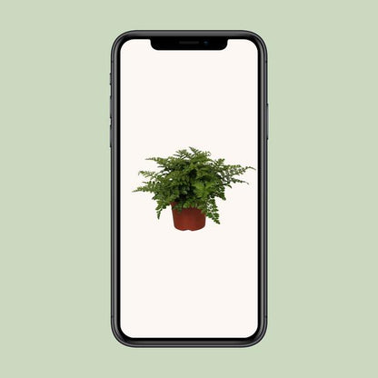 Asplenium Parvati