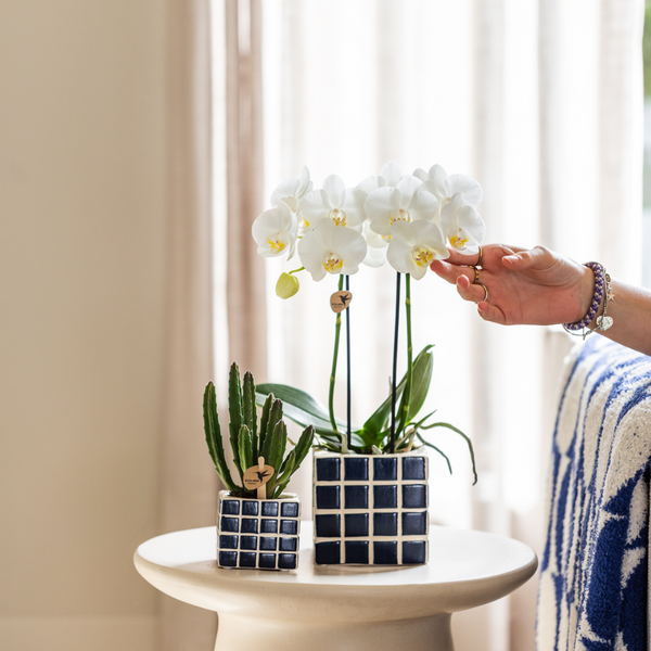 Witte Phalaenopsis orchidee - Amabilis - potmaat Ø9cm