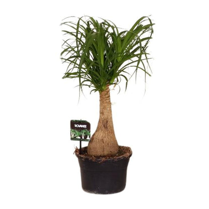 Beaucarnea Nolina