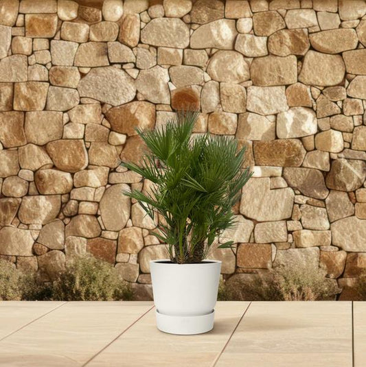 Chamaerops Humilis multi stam