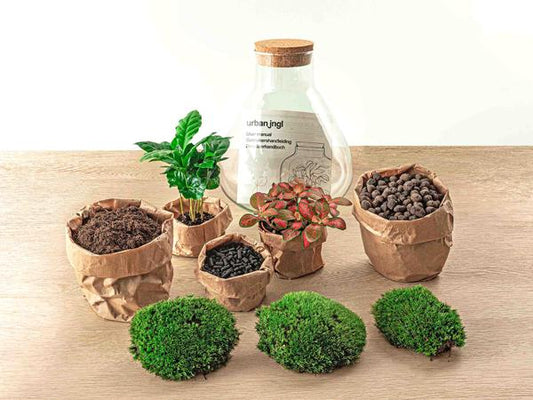 Terrarium - Sammie Coffea - Normal